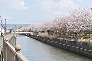 木津用水と桜並木