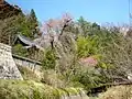 本堂と桜