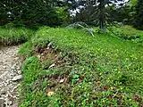 本谷山付近のキバナノコマノツメの群落