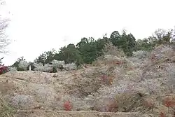 四季桜と紅葉