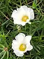 Portulaca grandiflora