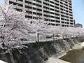 同一場所の満開の桜