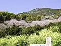桑田山雪割り桜
