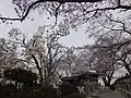 桜と木蓮に囲まれた船岡平和観音