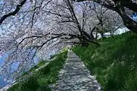 菅生町の桜並木