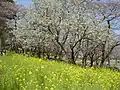 森林公園（花木園）