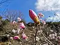 つぼみ（愛知県田原市）