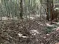 主郭・外郭間の空堀