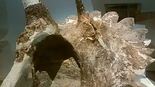 頭骨のクローズアップ