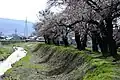 横河川桜