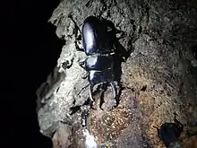 &nbsp;樹液に集まるコクワガタ♂ (45&nbsp;mm)