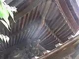 身舎軒裏の扇垂木（2010年6月撮影）