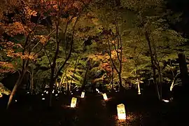 カエデ園で開かれた「紅葉見ナイト」におけるライトアップ