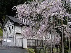 黒田水力発電所の水守桜（枝垂桜）