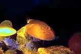 ミドリフサアンコウ