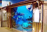 シーラカンスの展示