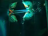 オウムガイ