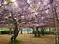泉龍院　三色藤