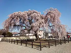 法亀寺しだれ桜（2014年5月）