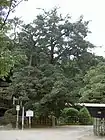 法蔵寺のイヌマキ（2005年（平成17年）7月）