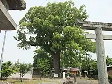 津江神社の樟