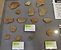 縄文土器片笠岡市立郷土館展示。