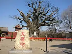 大槐樹尋根祭祖園