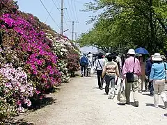 浅香山浄水場のツツジ