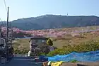 浜石岳山麓の河津桜