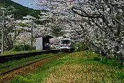 構内の桜と松浦鉄道の列車（2008年4月）