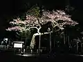 清秀桜(夜間)