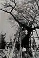 1962年の清秀桜