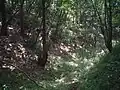 滝山城・空堀