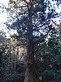 爺杉