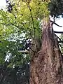 爺杉(左斜め前から)二股に分かれた部分から紅葉が成長している