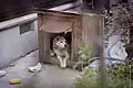 犬小屋の例（日本）。屋根が後ろに傾斜しているタイプ。この犬小屋は出入り口の上にしっかりとした庇がつけられており、雨天でも中が濡れにくい。
