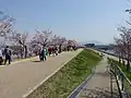 北堤遊歩道の桜