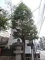 玉林寺のシイ（東京都指定天然記念物）