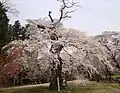 源頼朝寄進桜