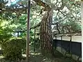 黒松の老木