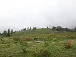 甘利山のレンゲツツジ