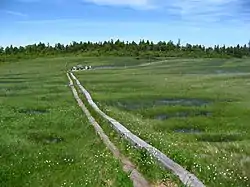 下田代の木道とワタスゲ(2008年7月上旬)