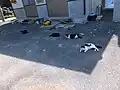 仁斗田港の近くにいる猫たち。