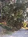 田原城の土塁の一部