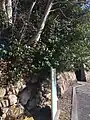田原城惣門跡の写真