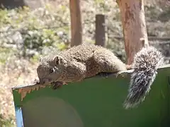タイワンリス