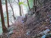 登山口近くで現れた鹿