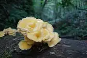 登山道に繁殖するタモギダケ