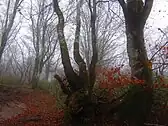 登山道脇のブナの木