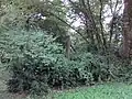 古宮跡（中央に跡を示す碑）